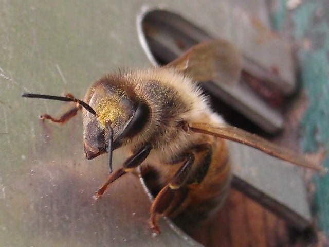 Ape Operaia