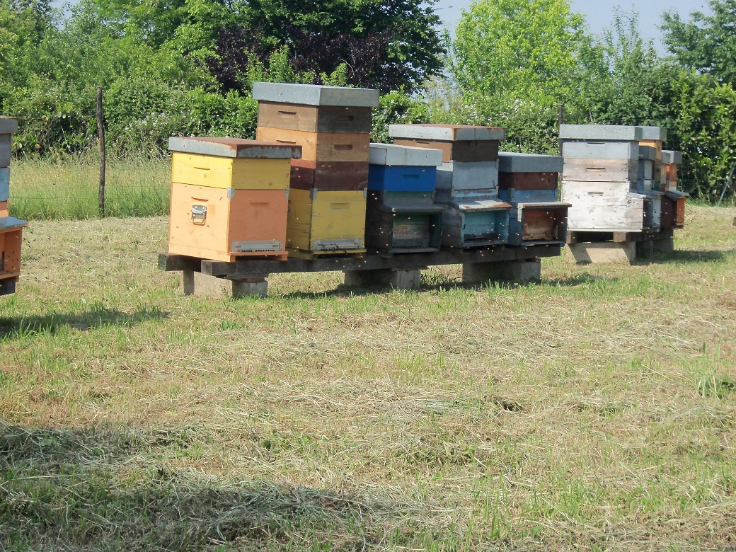 Apiario