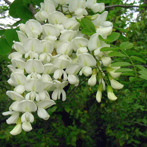 fiore
