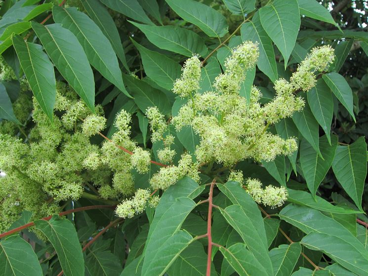 fiore