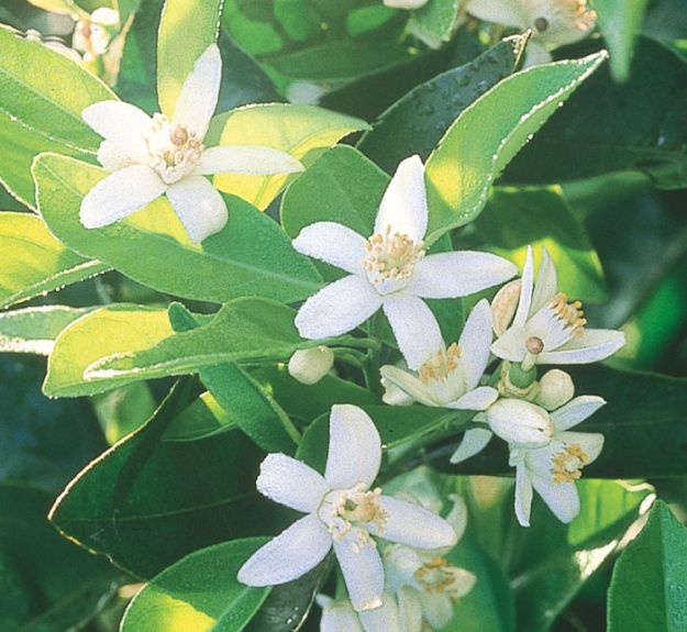 fiore
