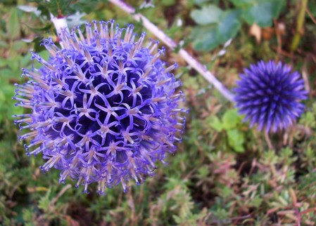 fiore
