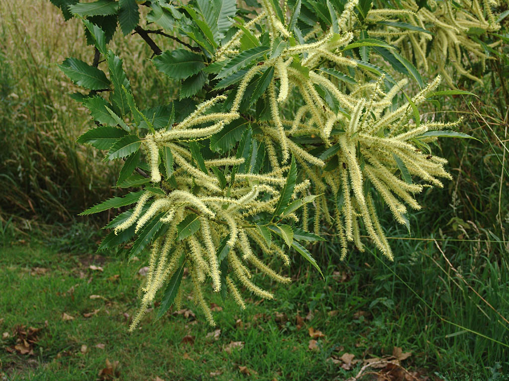 fiore