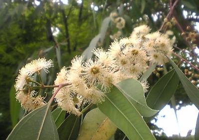 fiore