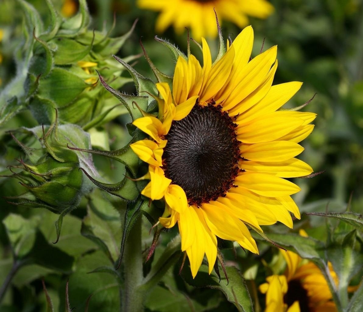fiore