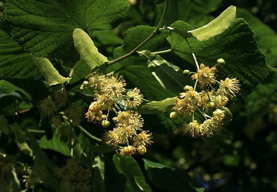 fiore