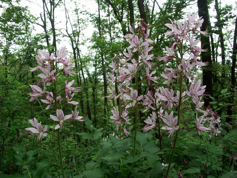 fiore