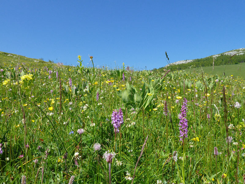 fiore